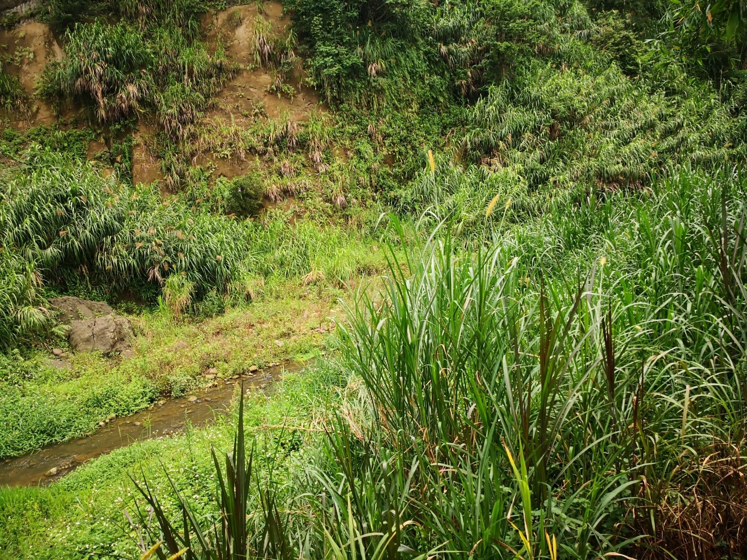 河道長年受溪水沖刷緣故，導致護岸損壞及掏空情形
