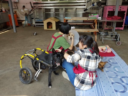 為癱瘓犬隻裝上寵物輪椅