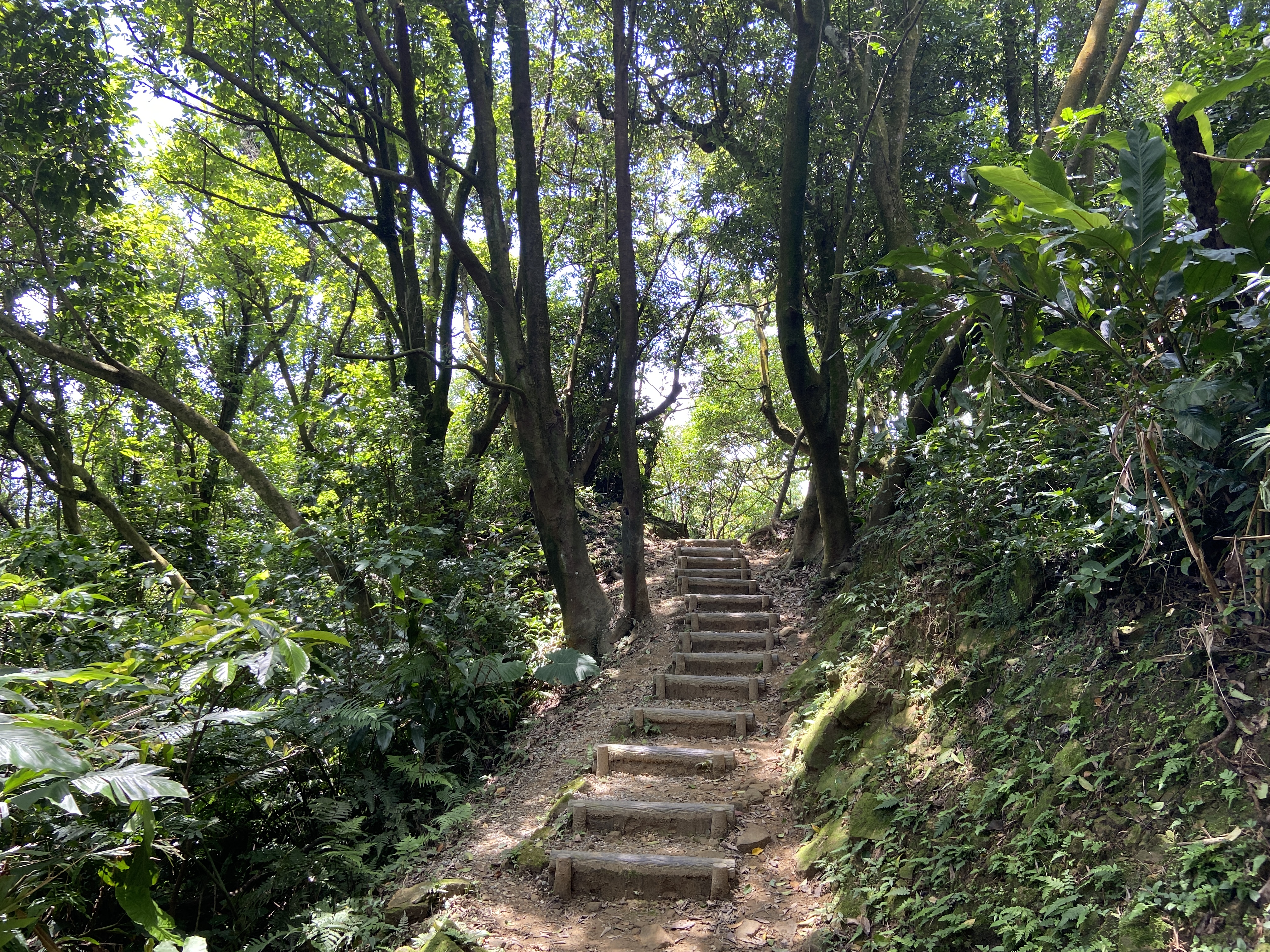 樹林