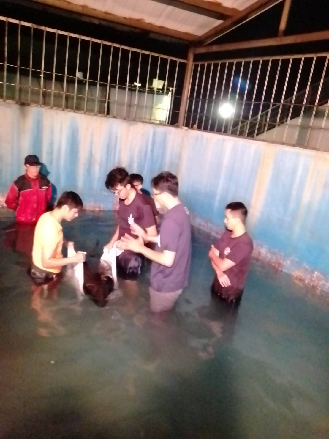 眾人合力將瓜頭鯨放入水中