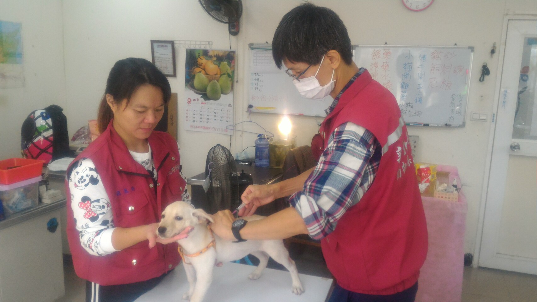 圖六、民眾犬隻施打狂犬病疫苗
