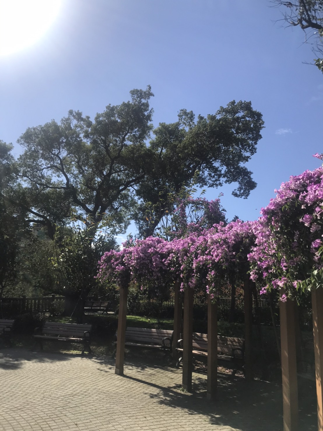 永吉公園紫色花海炸裂