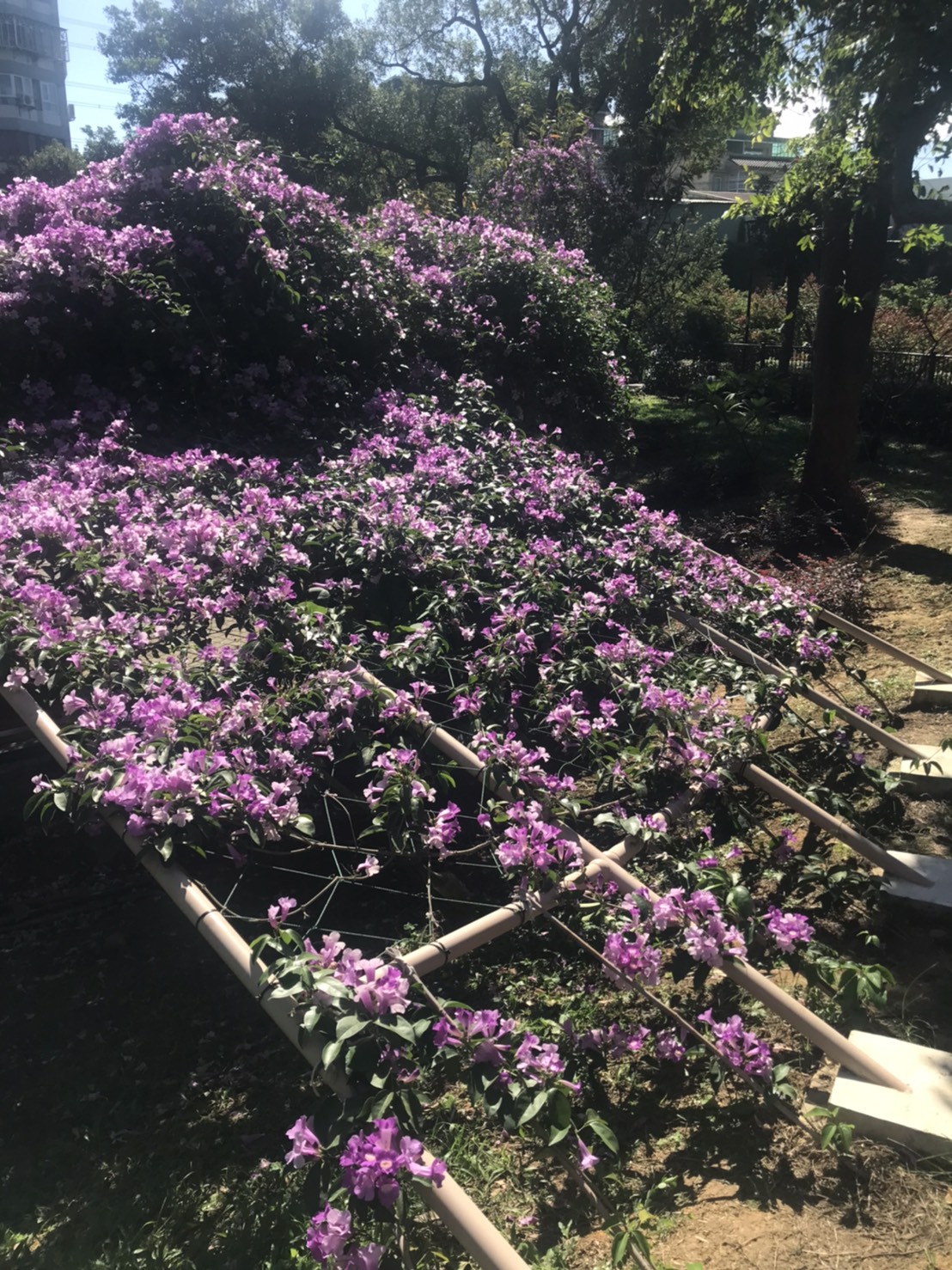 永吉公園網美花牆 等您來喔