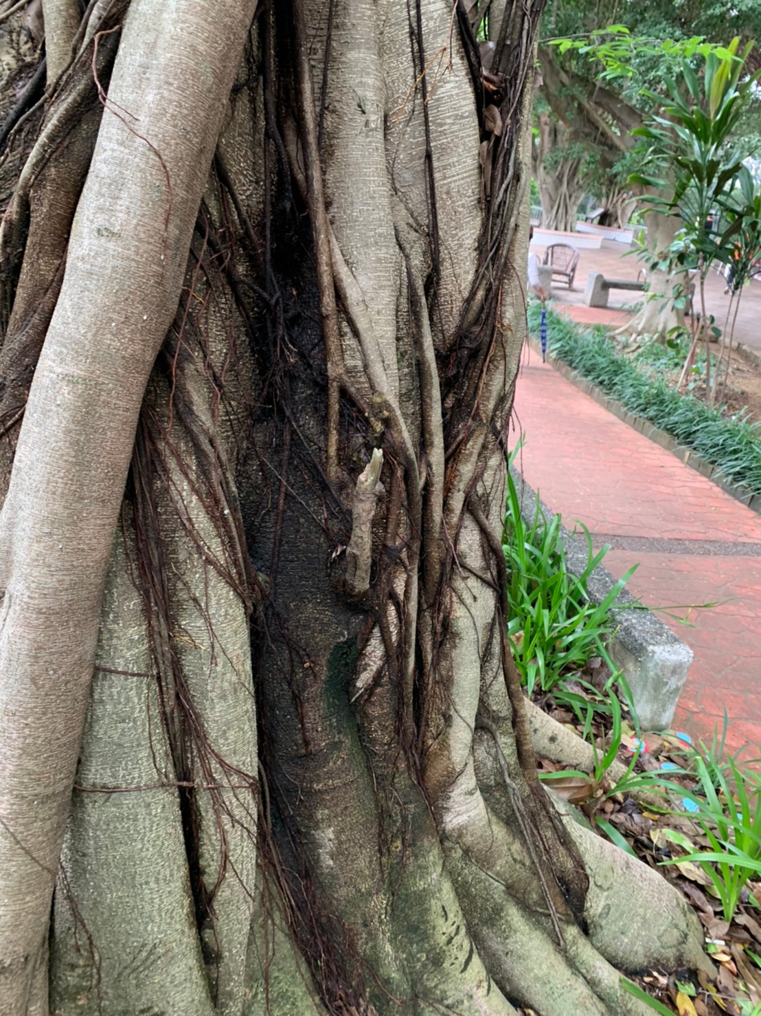 土城仁德公園榕樹罹褐根病，中間深色處為菌絲面
