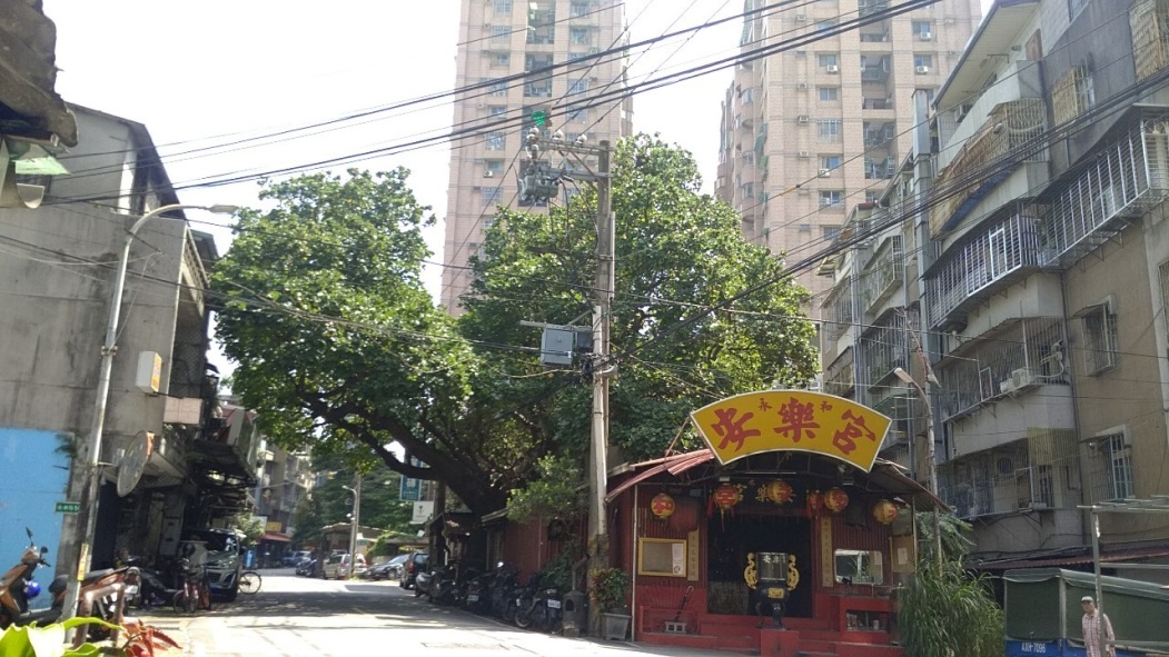 釉小蜂防治後較為翠綠茂盛