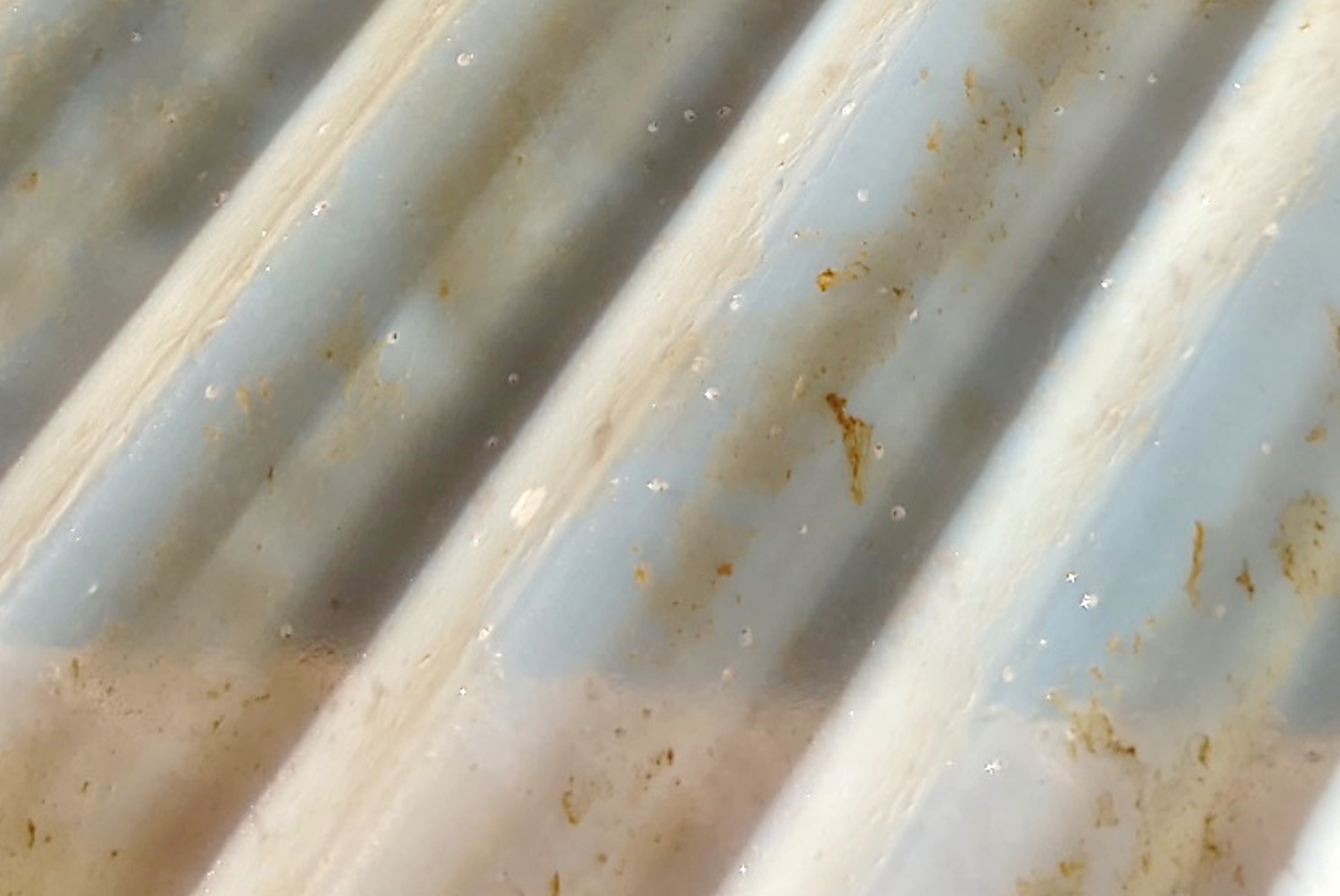 仔細觀察就可以發現已經開始攝食的九孔寶寶有顏色較深的肚子。 