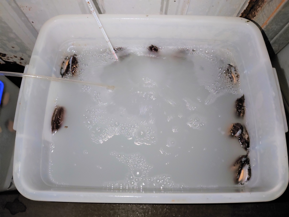 經過溫度刺激，雄九孔開始排精並使得精子收集槽的水呈白濁色。 