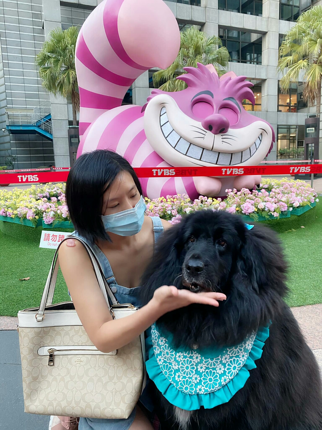 圖一、獒犬在認養人呵護下，萌像個大寶寶似的