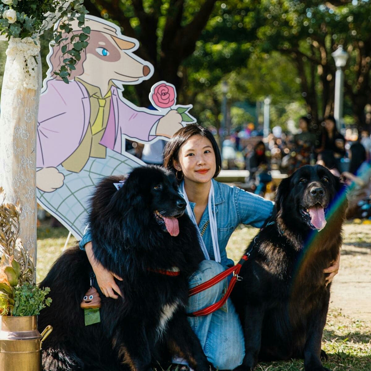 圖二、認養人右側是經細心照顧下聰明伶俐樣的獒犬。