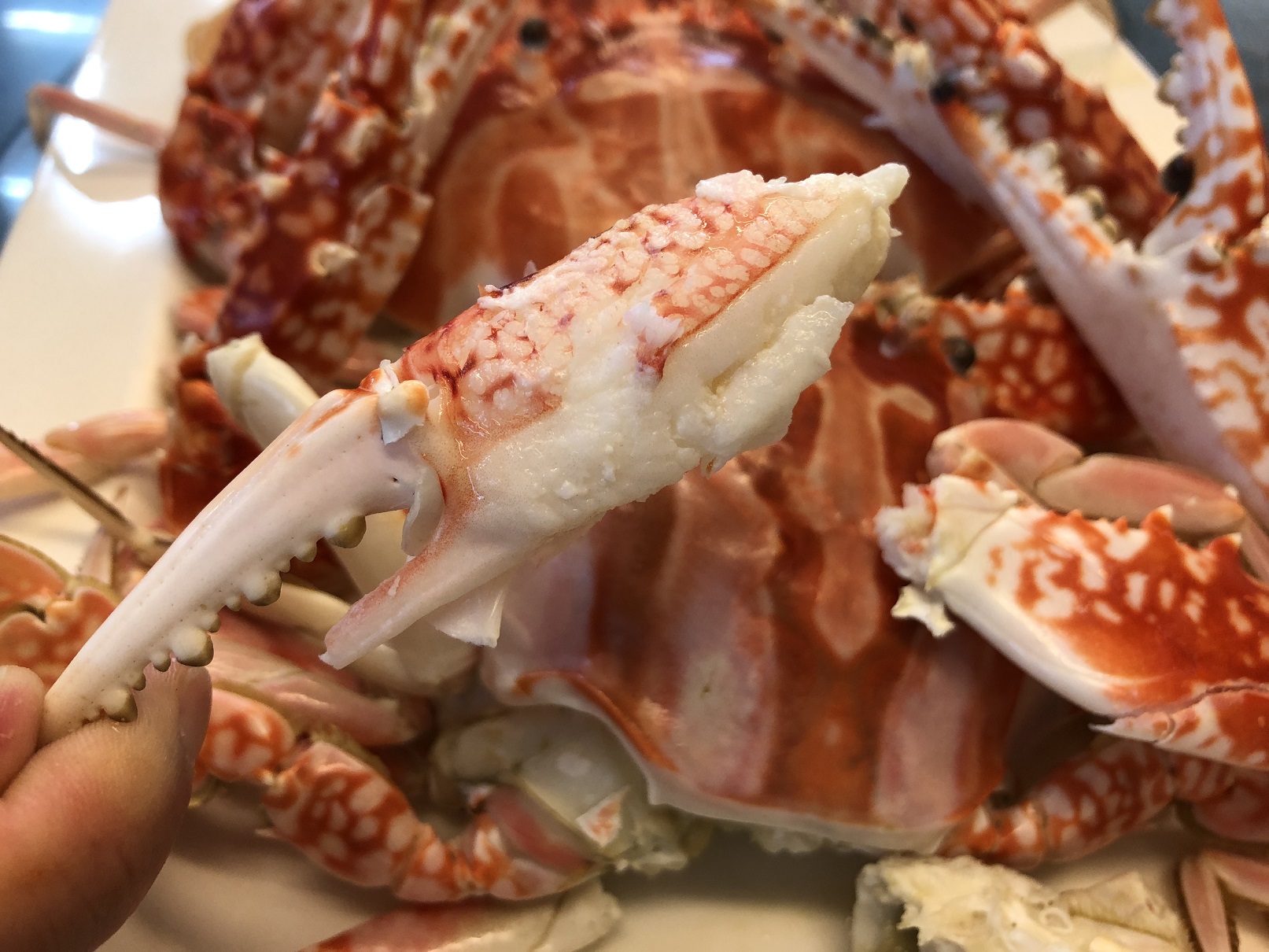 圖5冬天的萬里蟹肉質更加緊實Q彈，清蒸、清炒都好吃!