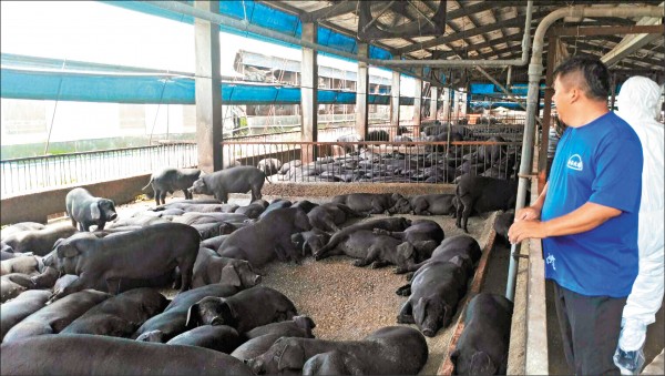 新北市9成5飼養台灣黑毛豬