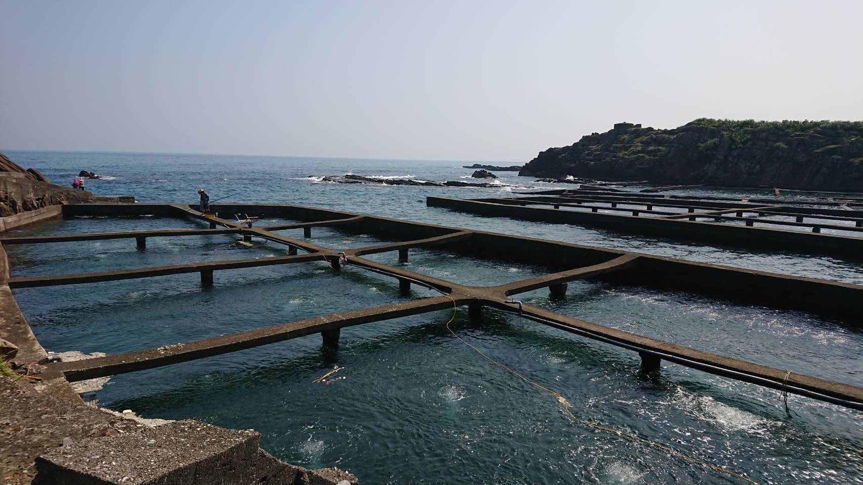 圖一：貢寮鮑在天然海域養殖，活動空間大，口感Q彈鮮美