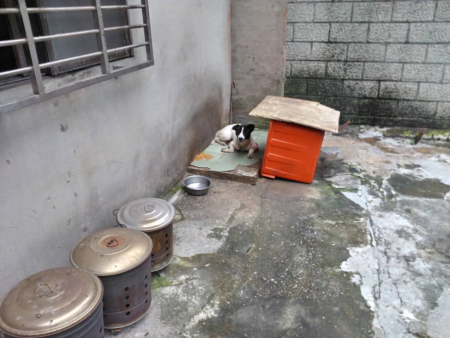 不擬續養犬隻飼養於戶外
