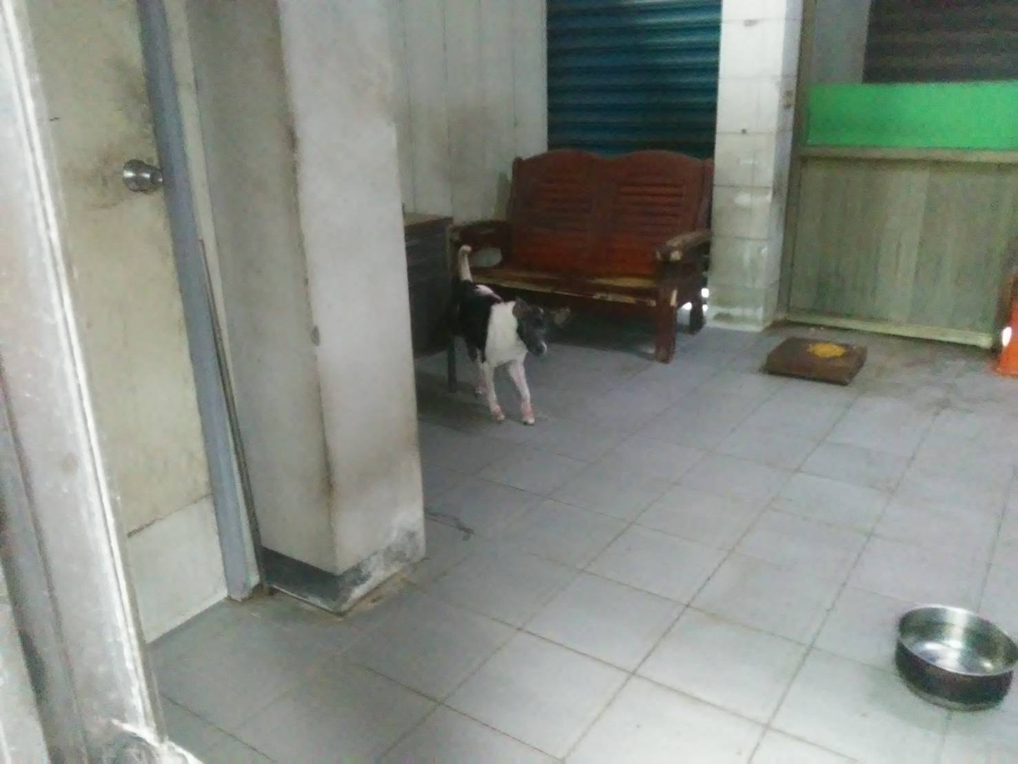 不擬續養犬隻飼養於透天厝