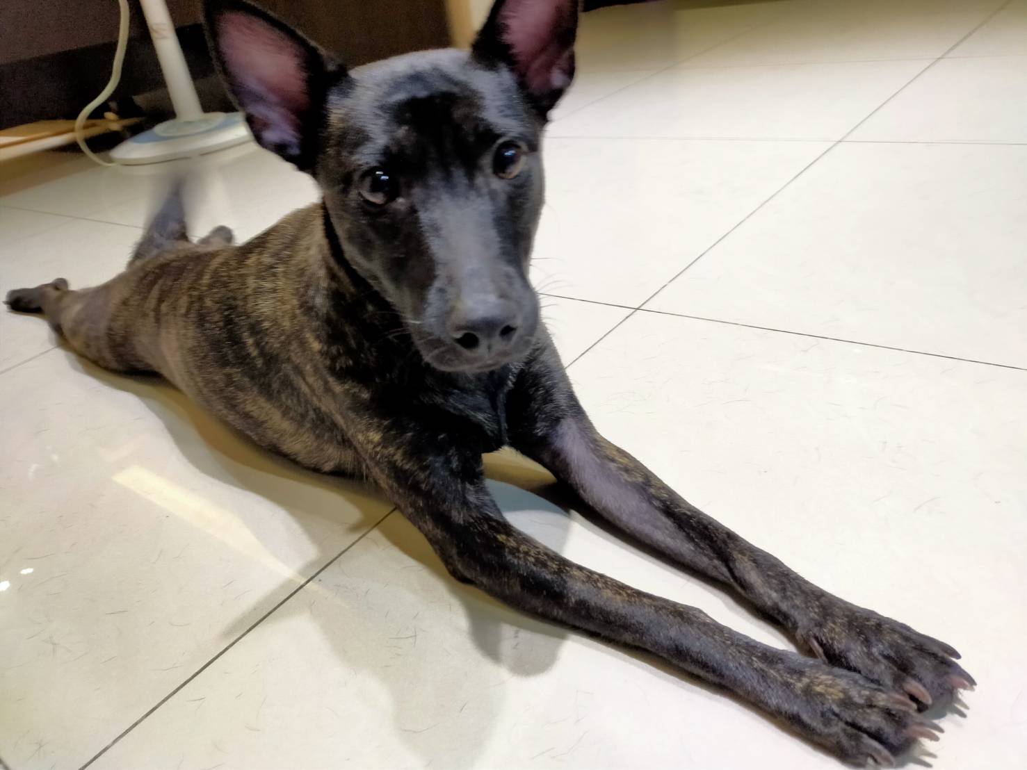 毛寶貝幸福轉運站待認養媒合犬隻