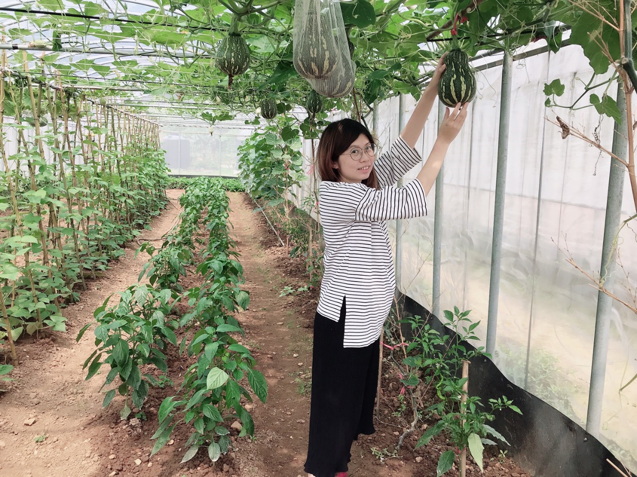 青農高曉涵於田間採收各式當季蔬果，其農產品深受消費消費者喜愛