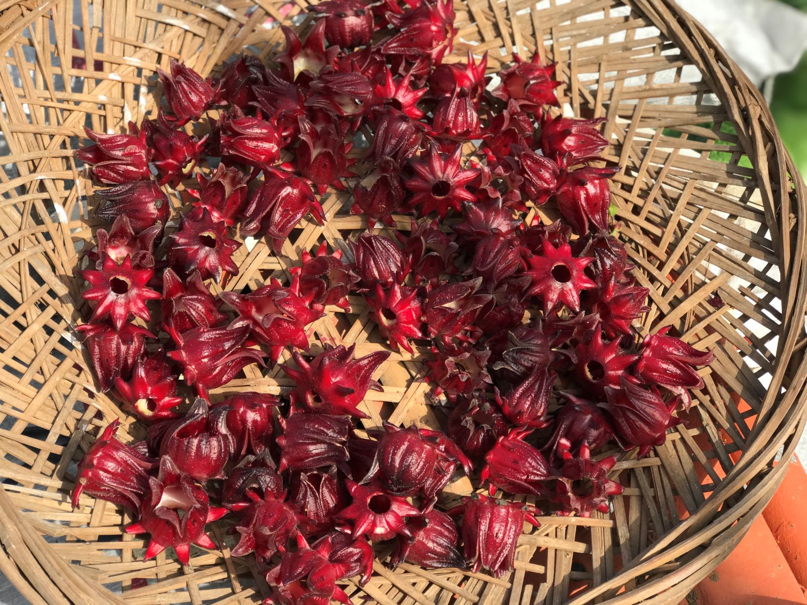 青農高曉涵堅持以自然方式生產洛神花果乾，創造農產加工新商機