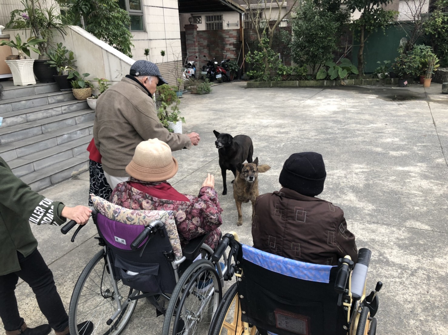 小黑和丁丁見到爺爺奶奶出來，興奮上前迎接