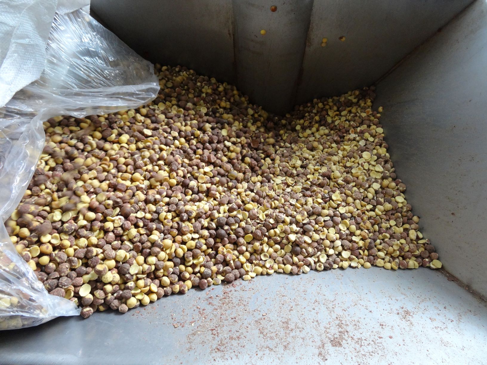 曬乾脫殼的包種茶籽進入榨油鍋