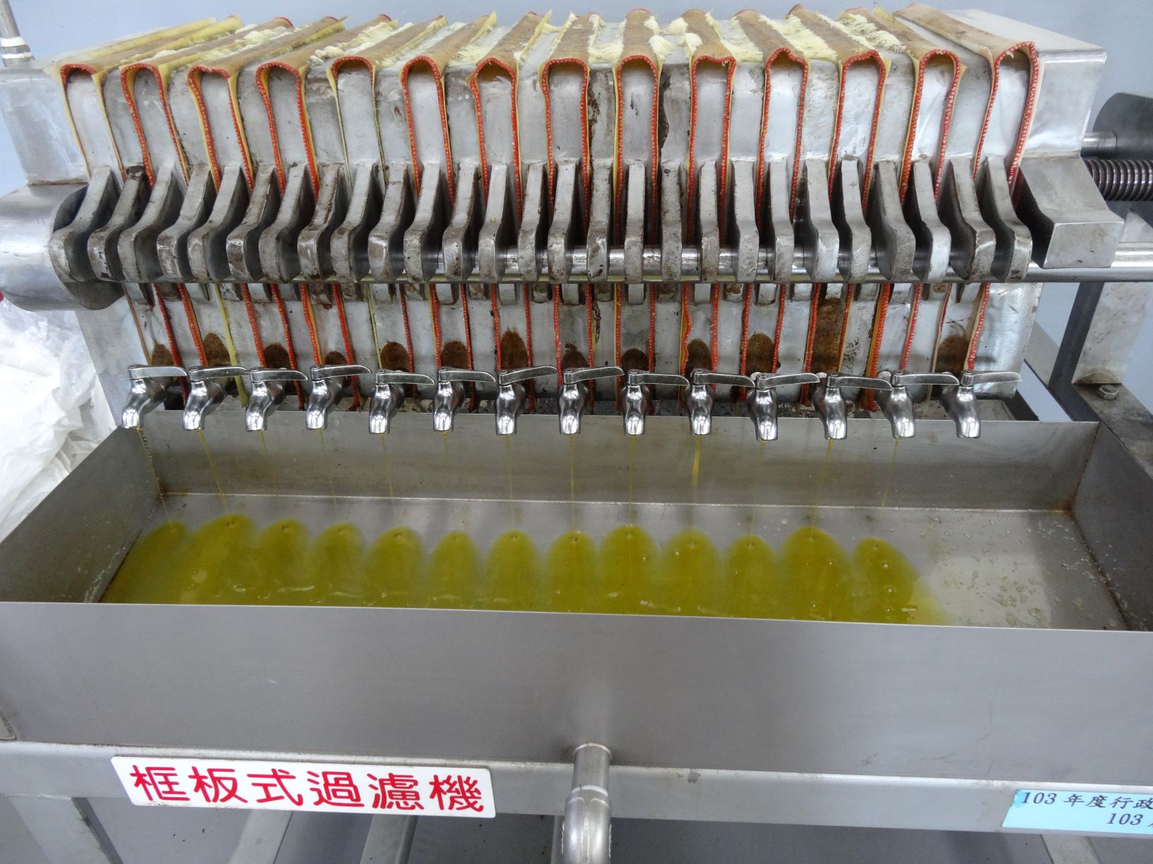 新鮮的包種茶油榨取過程