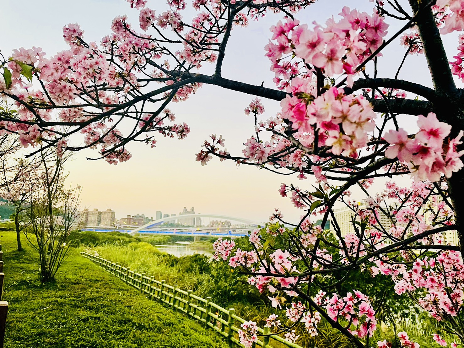 花期約至3月中旬