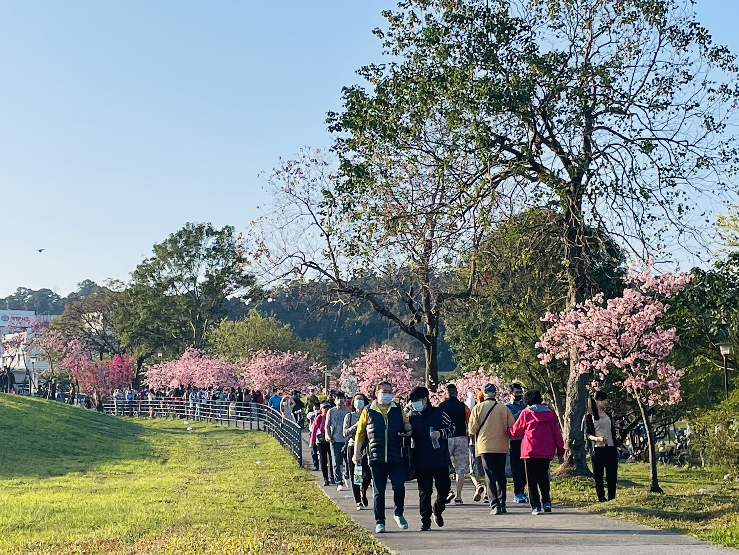 陽光運動公園交通便利，不用再為賞櫻舟車勞頓，歡迎民眾至此賞櫻及徜徉其中盡享夢幻櫻花美景