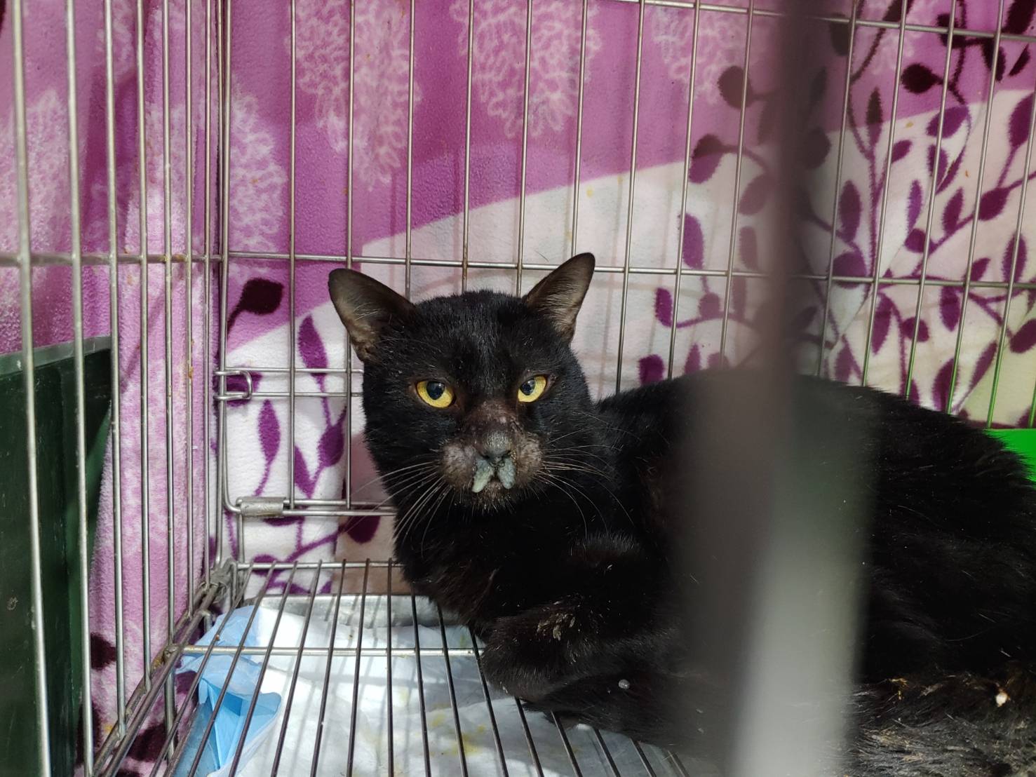 黑咪咪原本有流鼻水痼疾