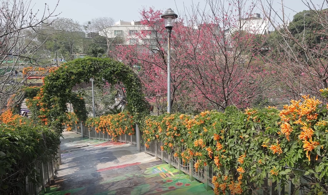 盛開的炮仗花隧道