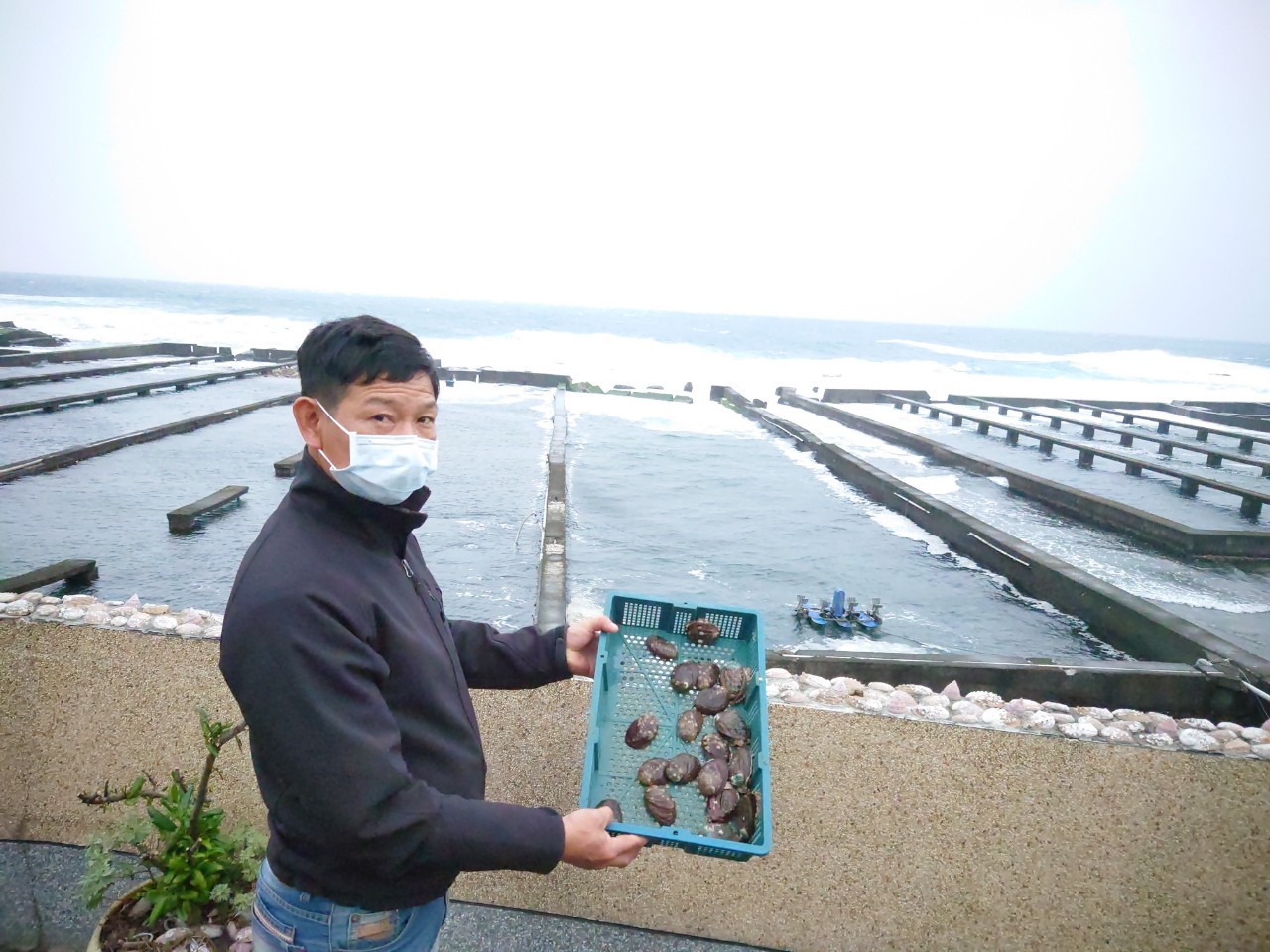 貢寮鮑養殖達人黃吉安展示自家養殖場培育的肥美貢寮鮑。 