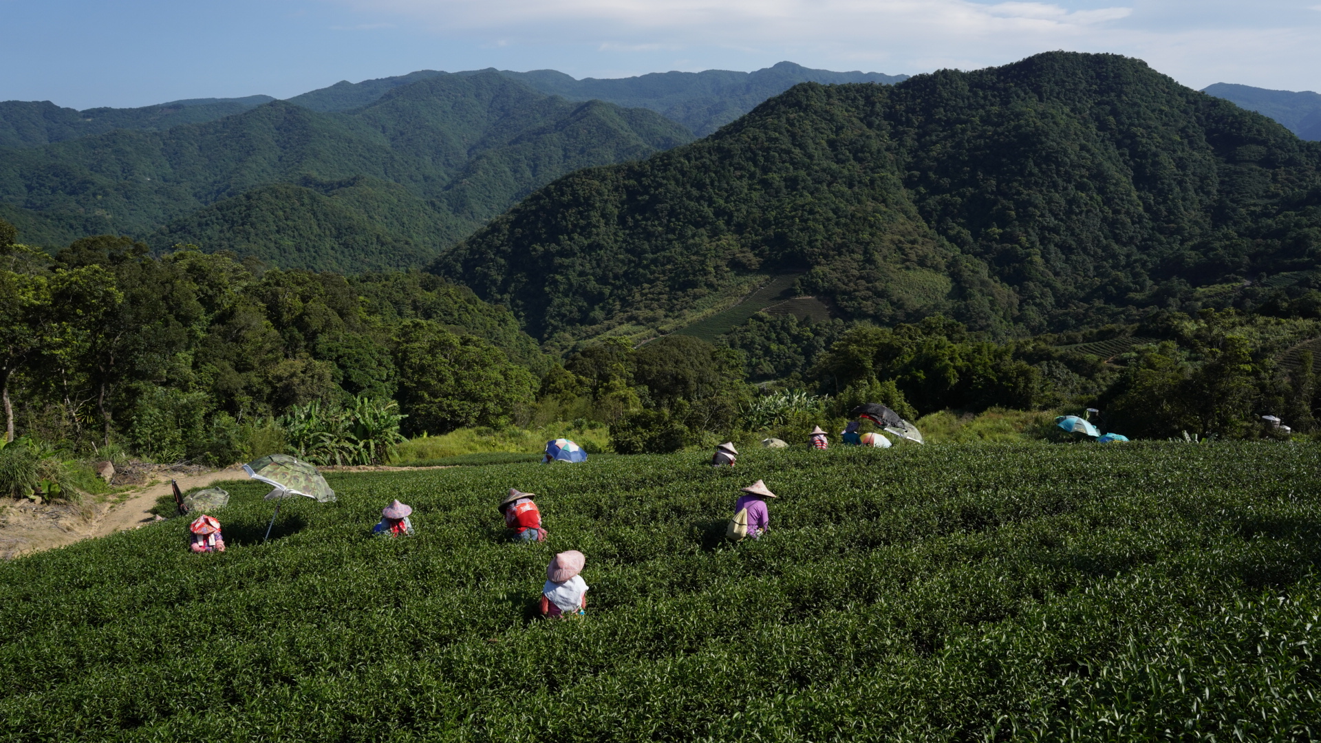坪林茶園解除超限利用列管