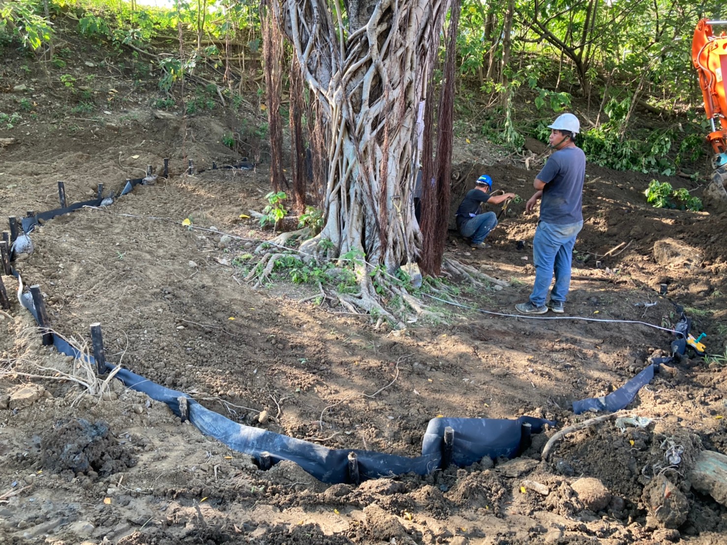 對預計移植的樹木進行進行斷根作業