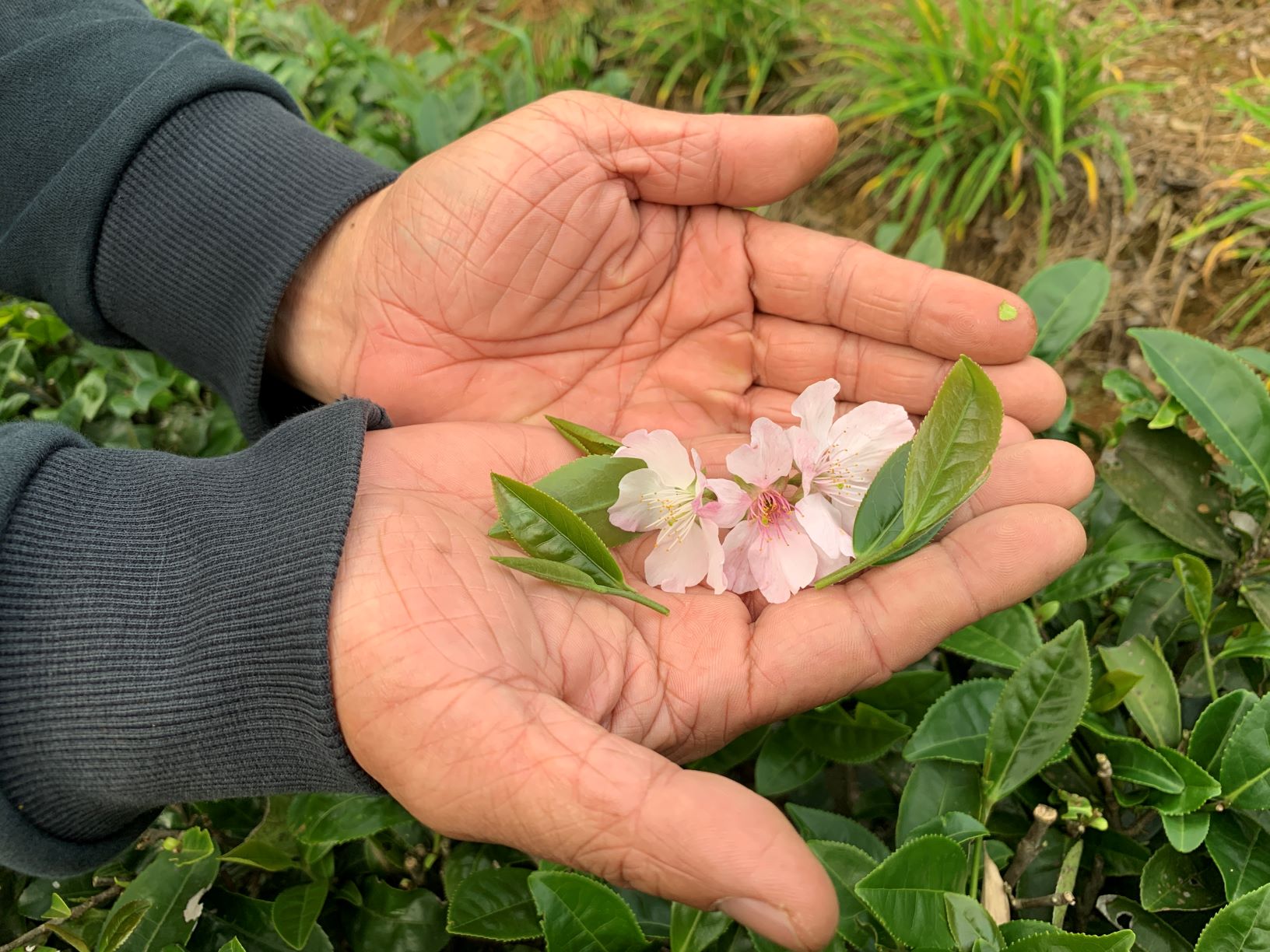 青心烏龍茶種與山櫻花