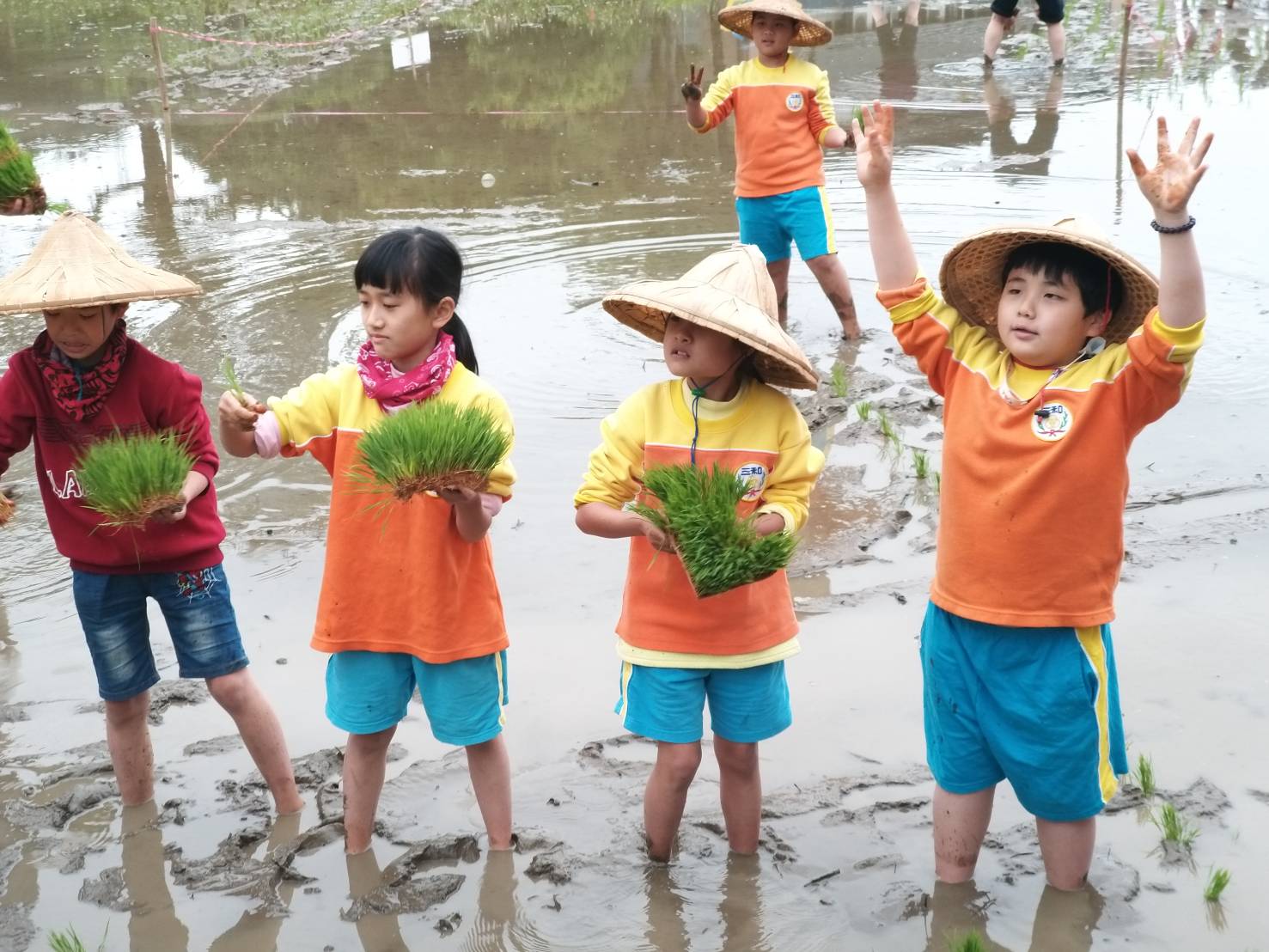 三和國小學童插秧
