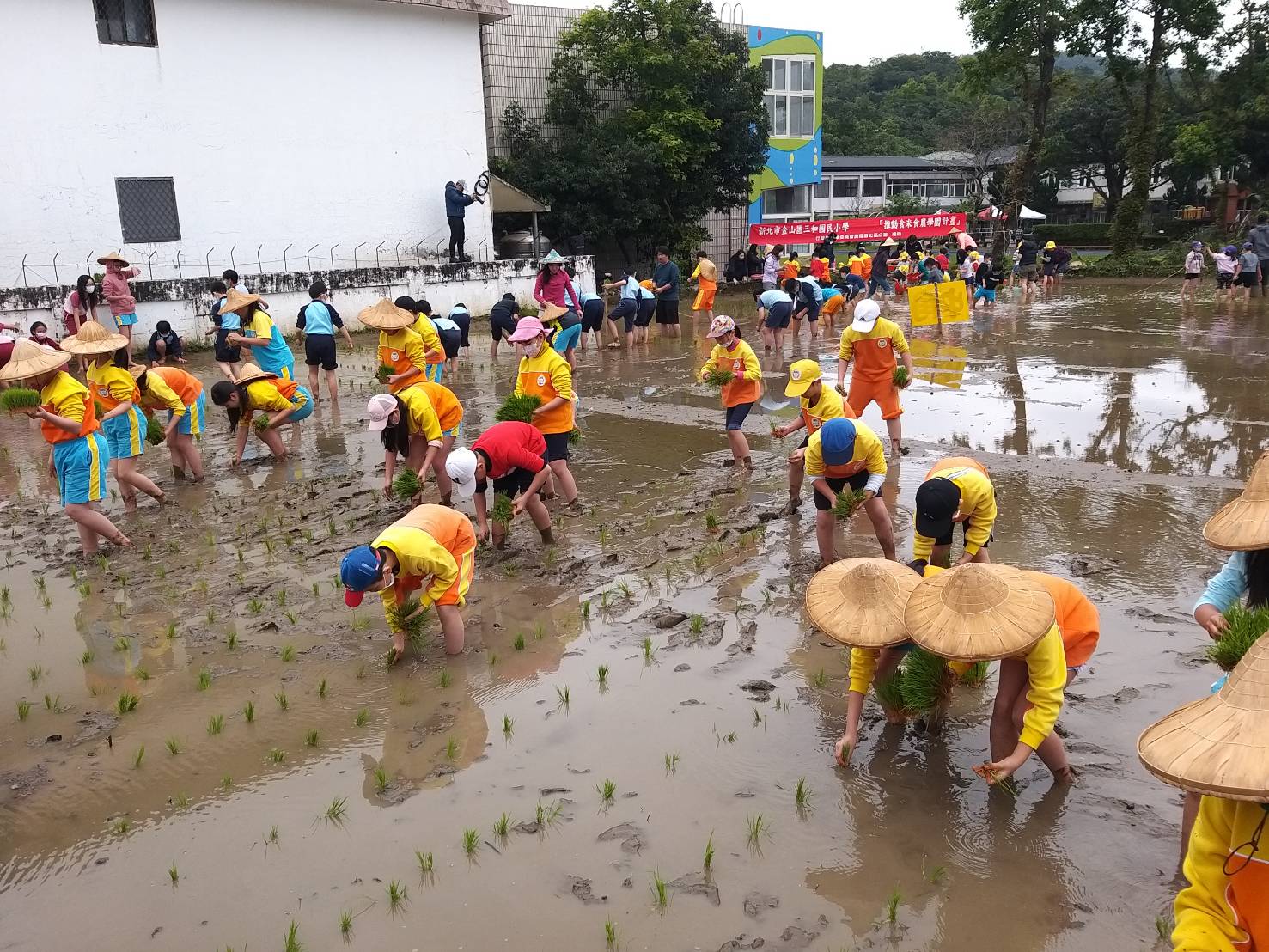 三和國小學童體驗插秧