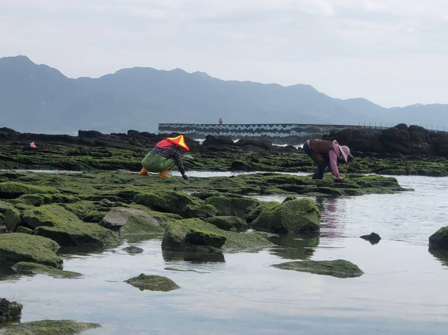 澳仔漁港旁漁民採集潮間帶海菜的身影。