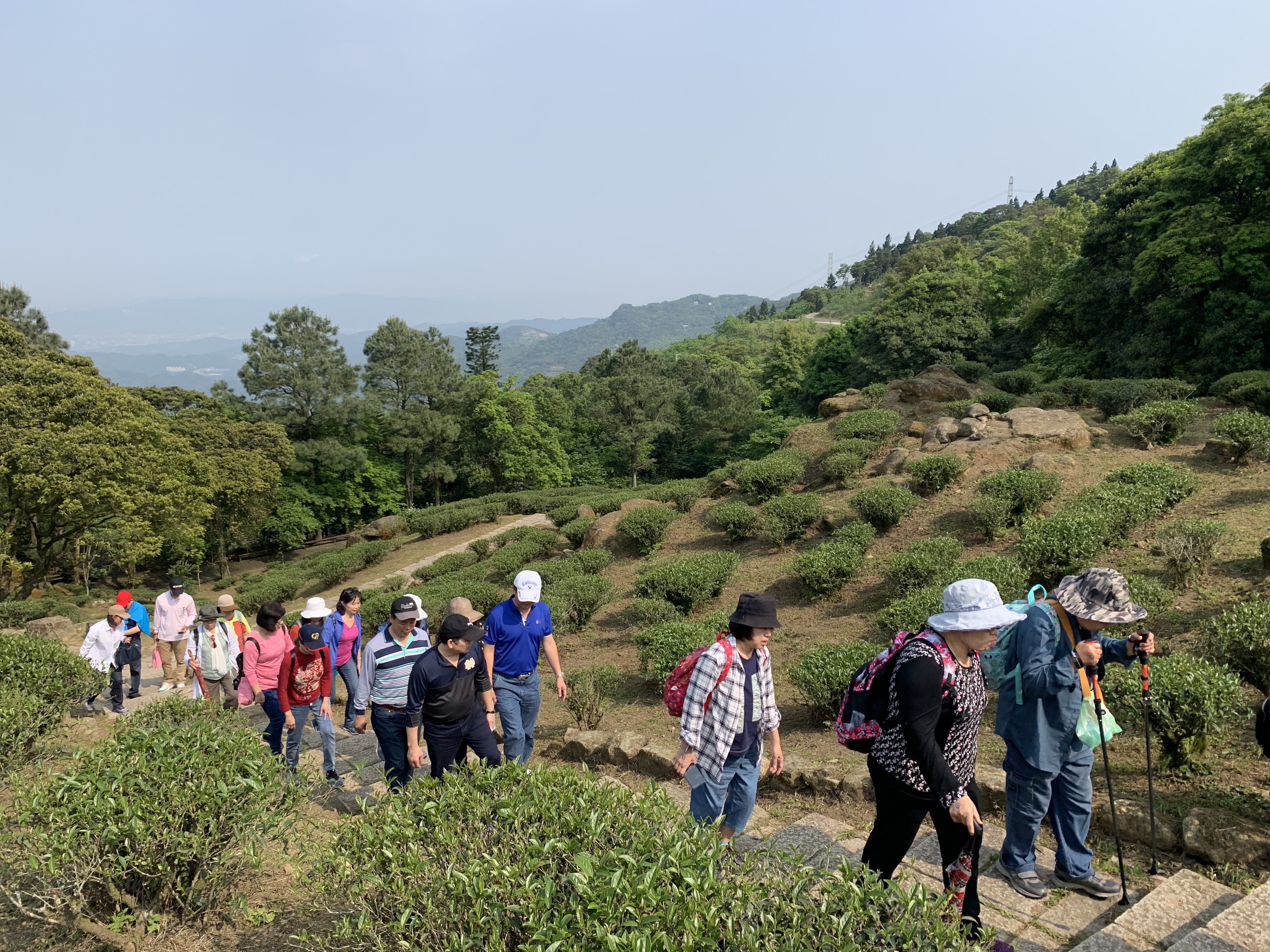 漫步於臺灣農林熊空茶園