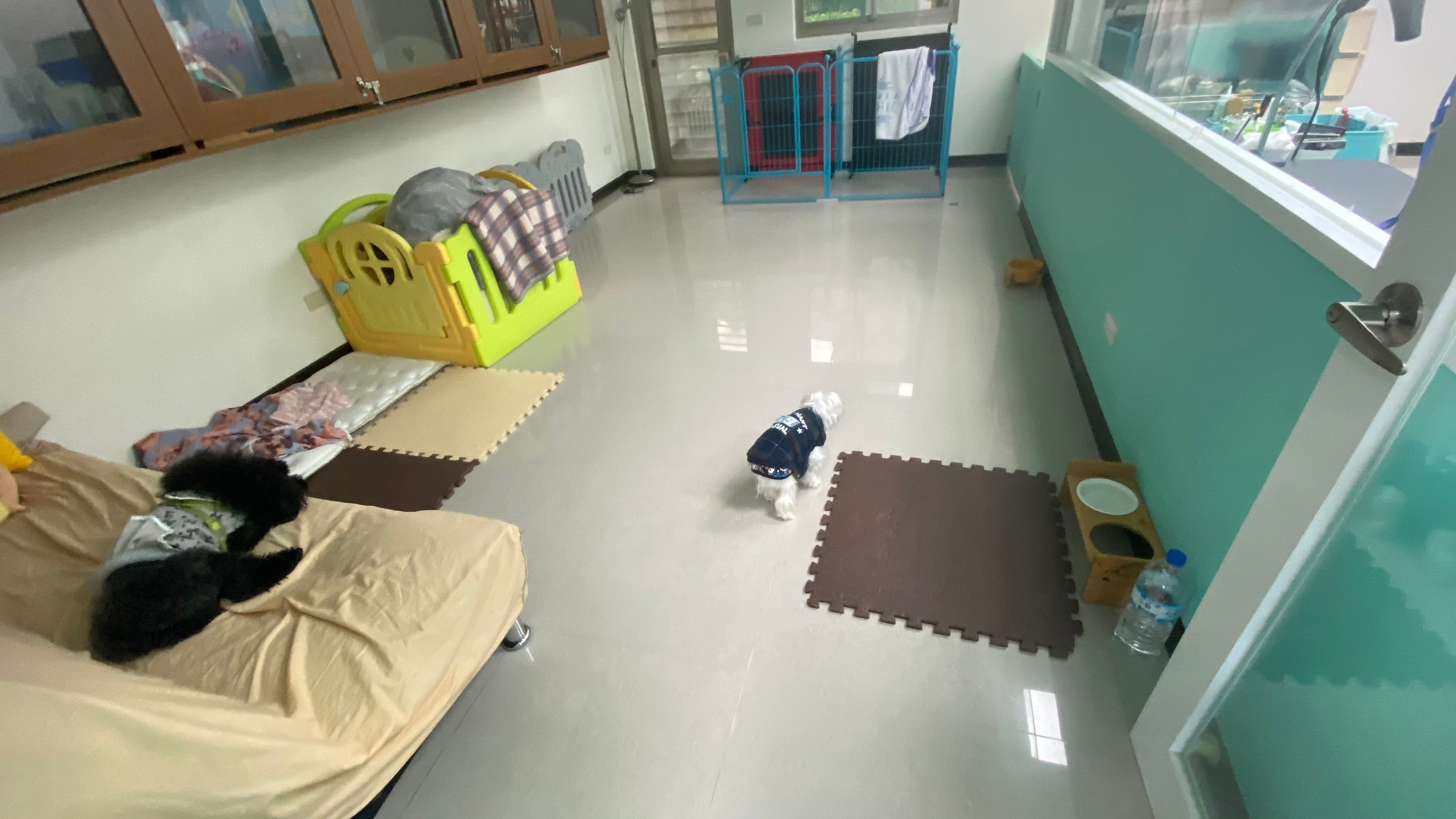 選擇合法寵物寄養店家住宿有保障
