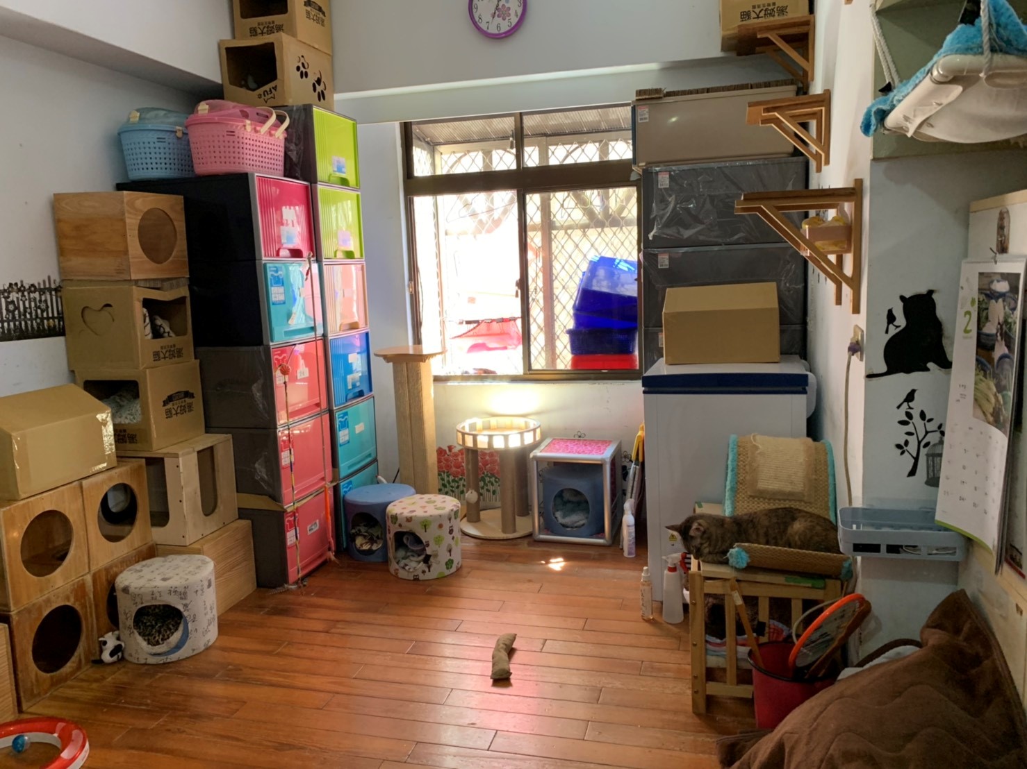 隱身在住宅內的寵物非法寄養