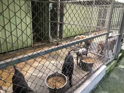 充足的食物和有廣闊空間活動的毛寶貝(該動物收容所不願具名)