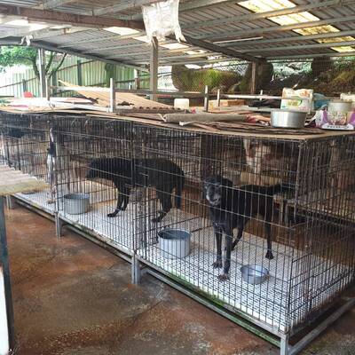 私人動物收容所環境(該動物收容所不願具名)