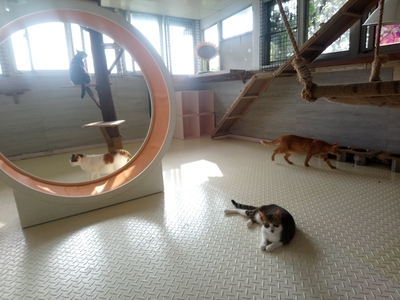 貓咪在舒適的私人動物收容所生活(該動物收容所不願具名)