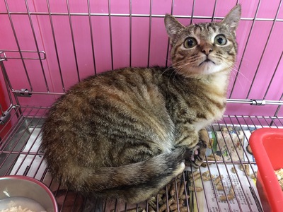 小貓呆萌樣