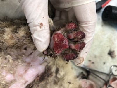 面目全非腳，幾乎看不出肉墊原本的顏色