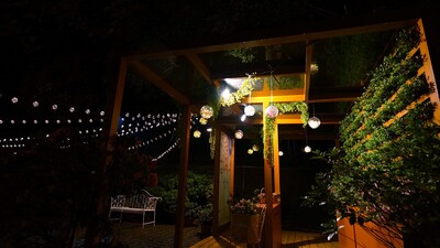全台首創夜賞萬金杜鵑