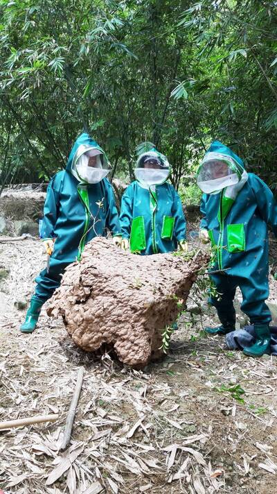 著裝全套捕蜂衣成功摘下大型黑腹虎頭蜂巢