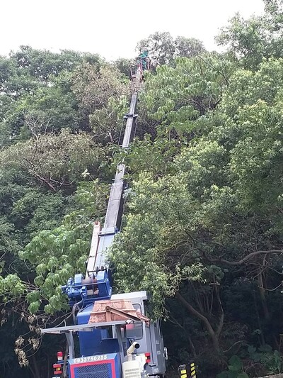 黑腹虎頭蜂經常築巢於樹梢，需使用吊車或長梯進行高空摘除作業