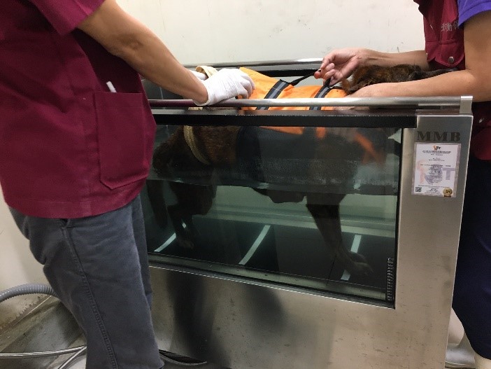 「小斑」藉由水療跑步機訓練後腳萎縮的肌肉