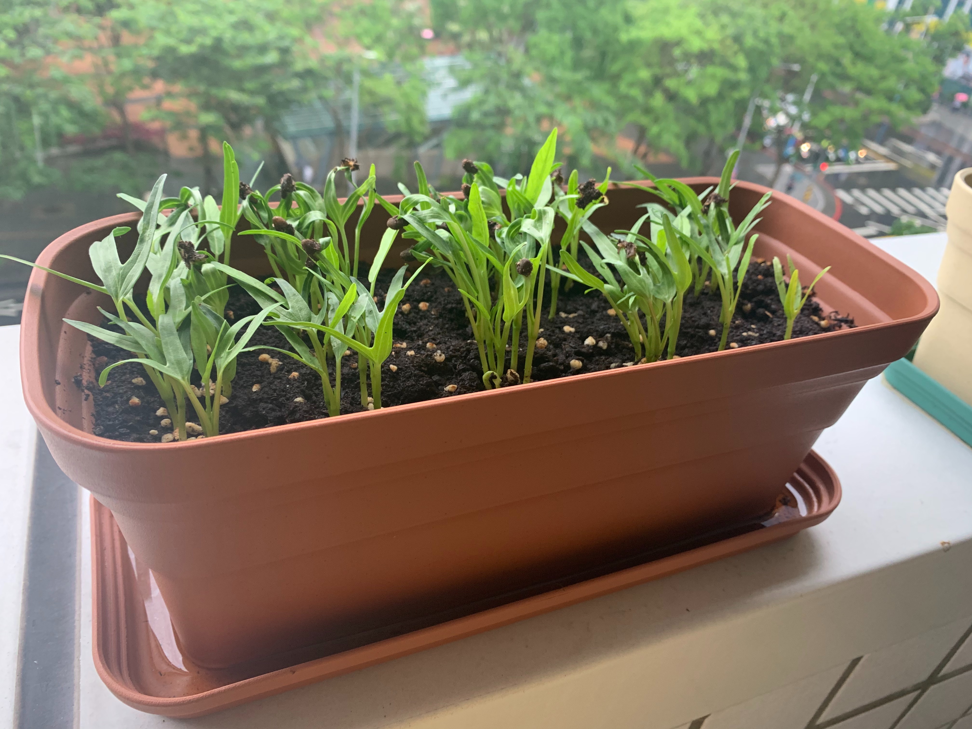空心菜具有容易種植又能重複採收的優點
