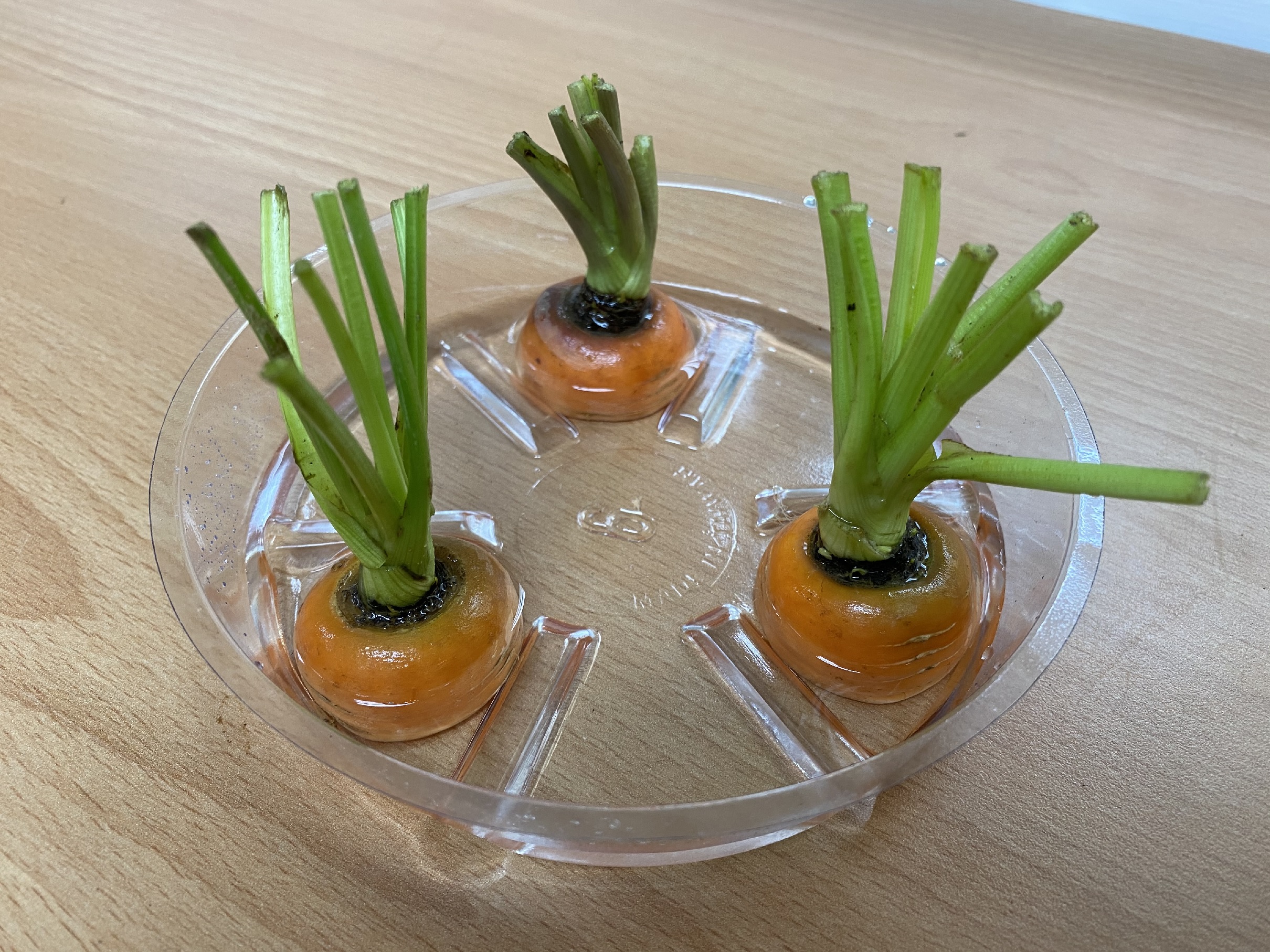 將切除的蘿蔔頭放入淺盤中，加點稍微能淹過蘿蔔切面的水即可種植