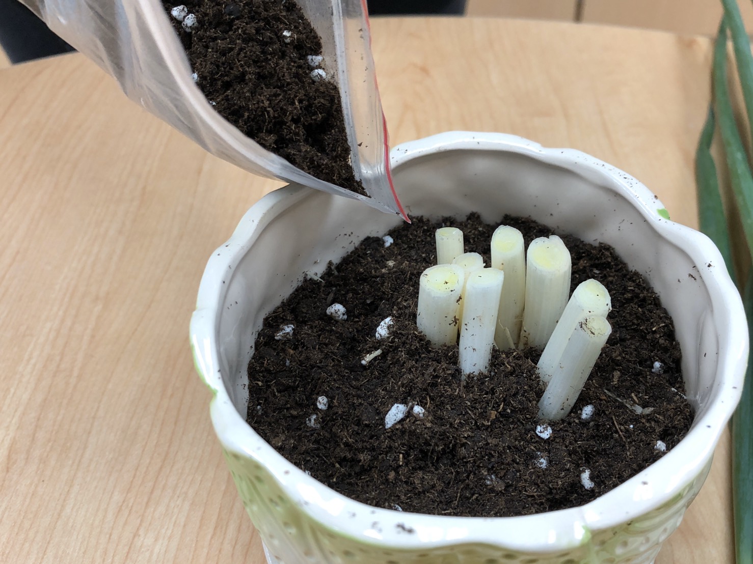 把連著根部的末端蔥白埋入土裡，適當的澆水與照光就會逐漸長成翠綠青蔥。